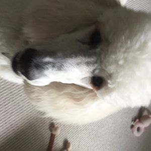 Meet your Posher, Mary ann